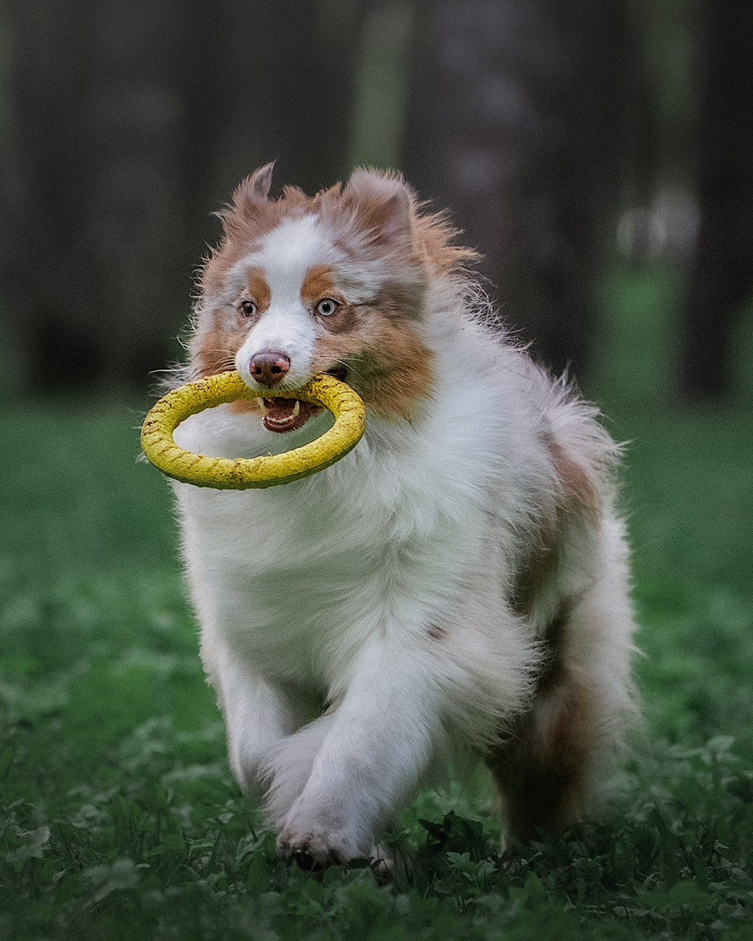 Света, Катрин, Умка. Фотограф анималист в Москве и Санкт-Петербурге Свиридова Анна