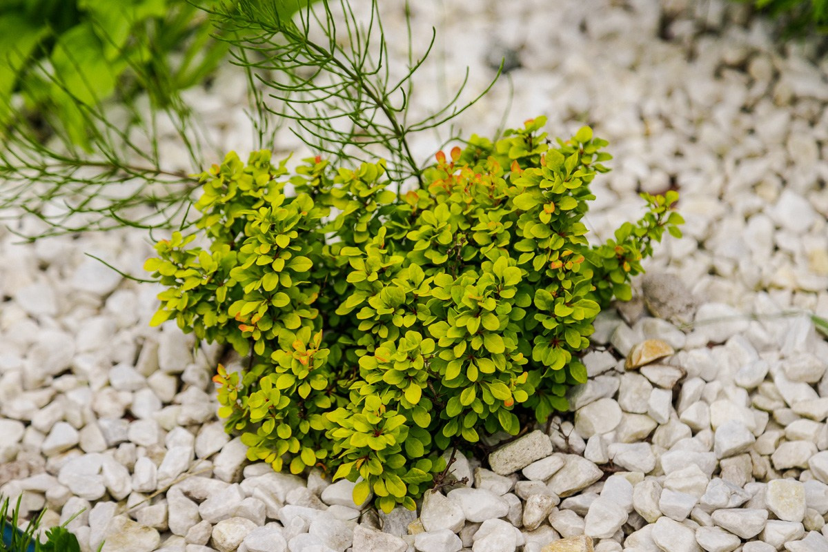 БИЗНЕС КОНТЕНТ. АЛЕКСАНДР ФОКС