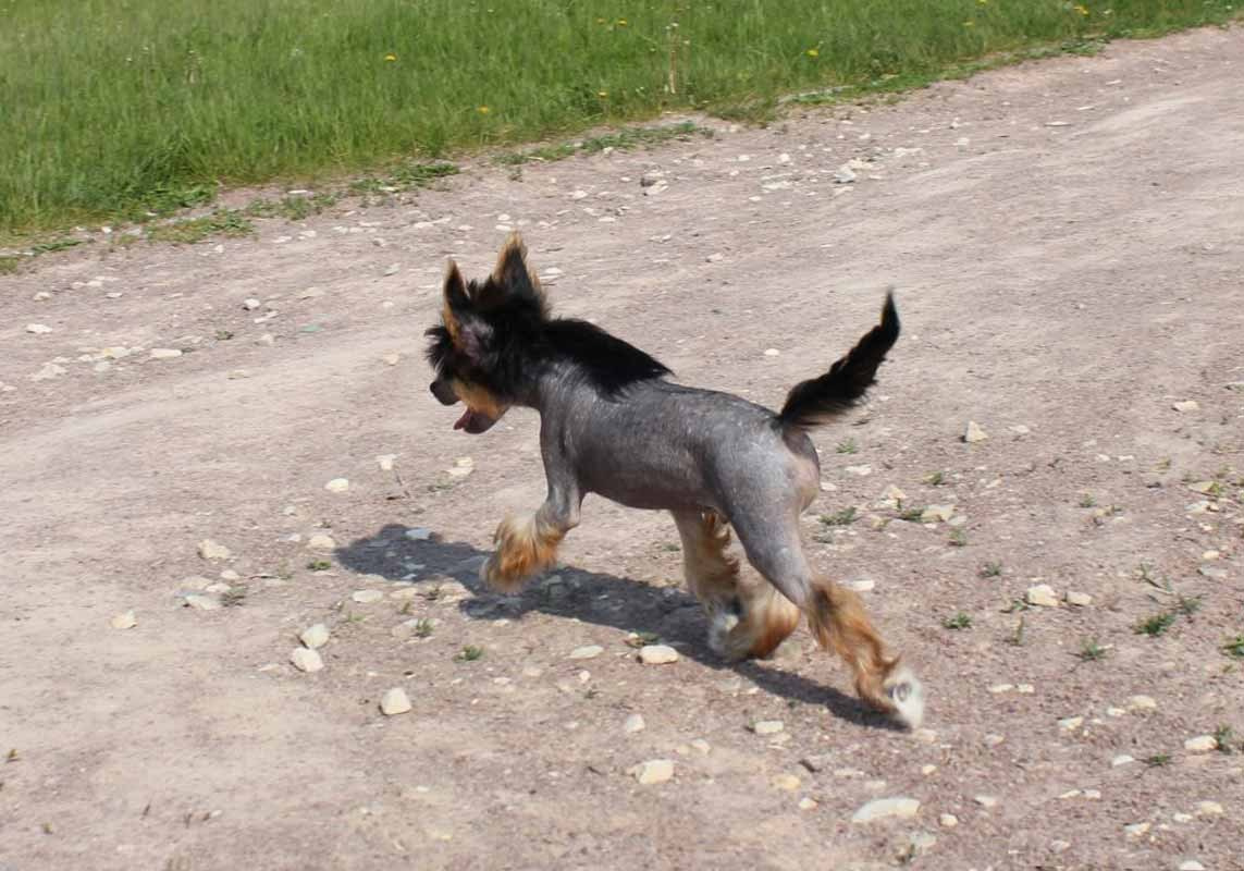 Нерону (Zlato Dinastii Neron) — 14 лет. Поздравляем тебя, наш знаменитый папа!. Питомник китайских хохлатых собак Poale Ell: купить щенка