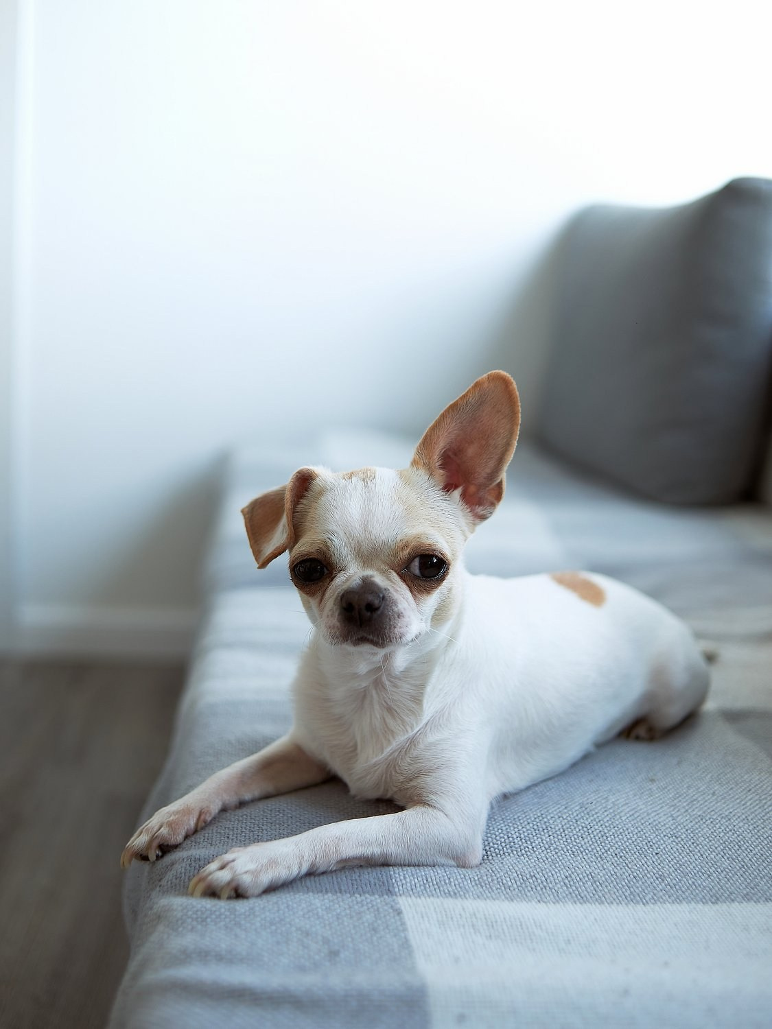 Домашняя история с бабушкой. Портретный фотограф в Санкт-Петербурге