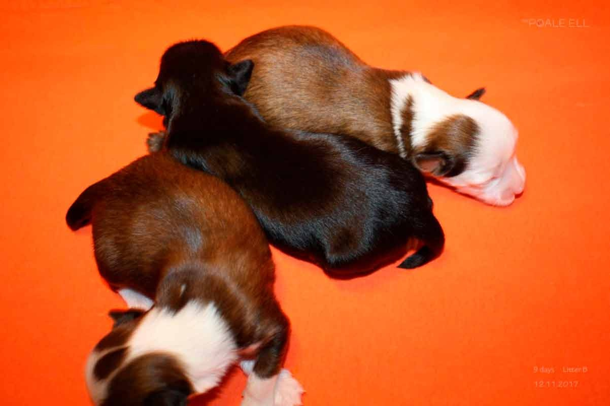 Litter B. Chinese Crested Dog Kennel Poale Ell