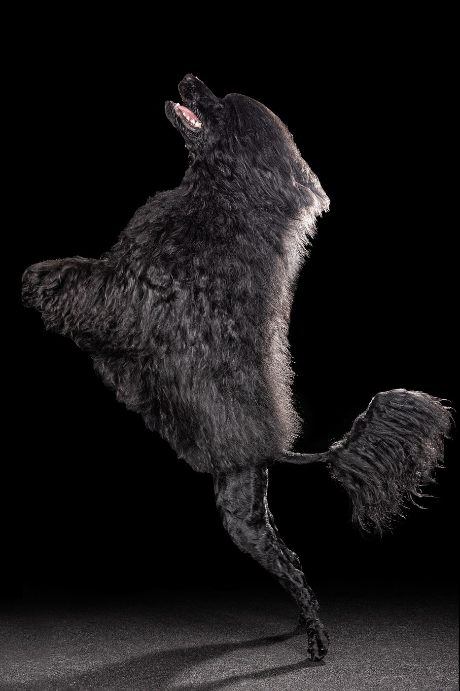 Небольшой отчёт о том, как прошли студиные фото дни. Фотограф-анималист Natalia Deingel | Фотосъемка собак в Москве