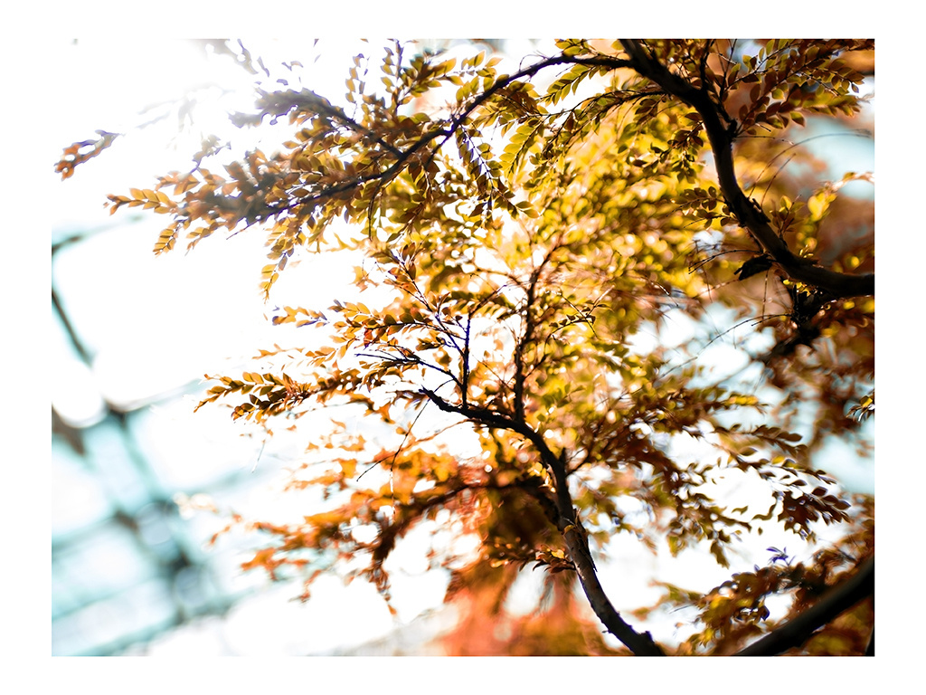 Купить фотокартину на холсте. Fotógrafa impresionista Rada Buenos Aires