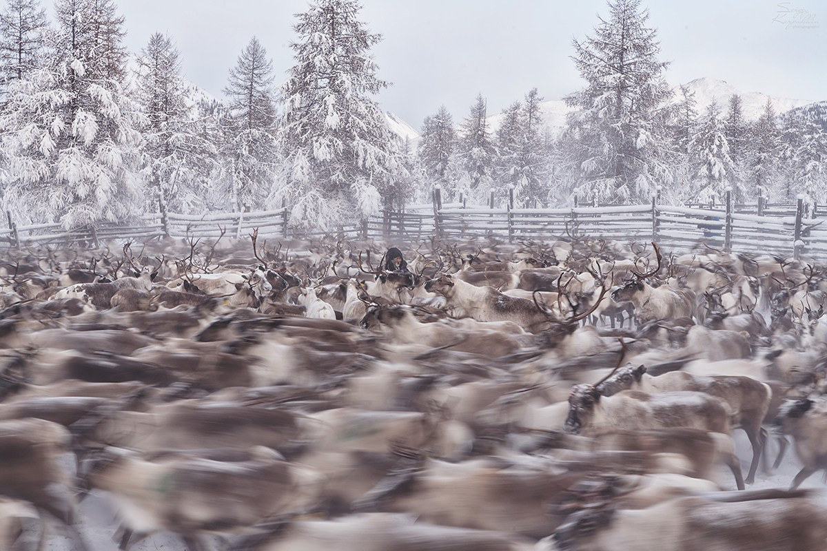 Фототур по заявкам к Эвенским оленеводам