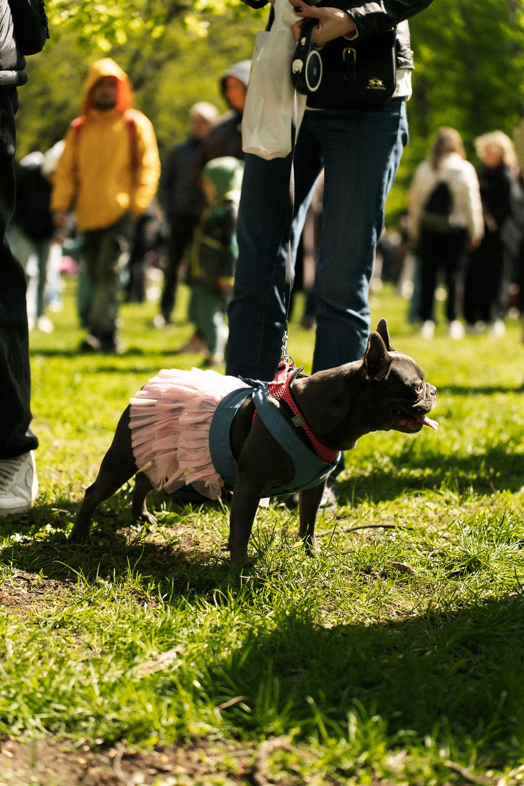 Парад Бульдогов. Axenov_eugene
