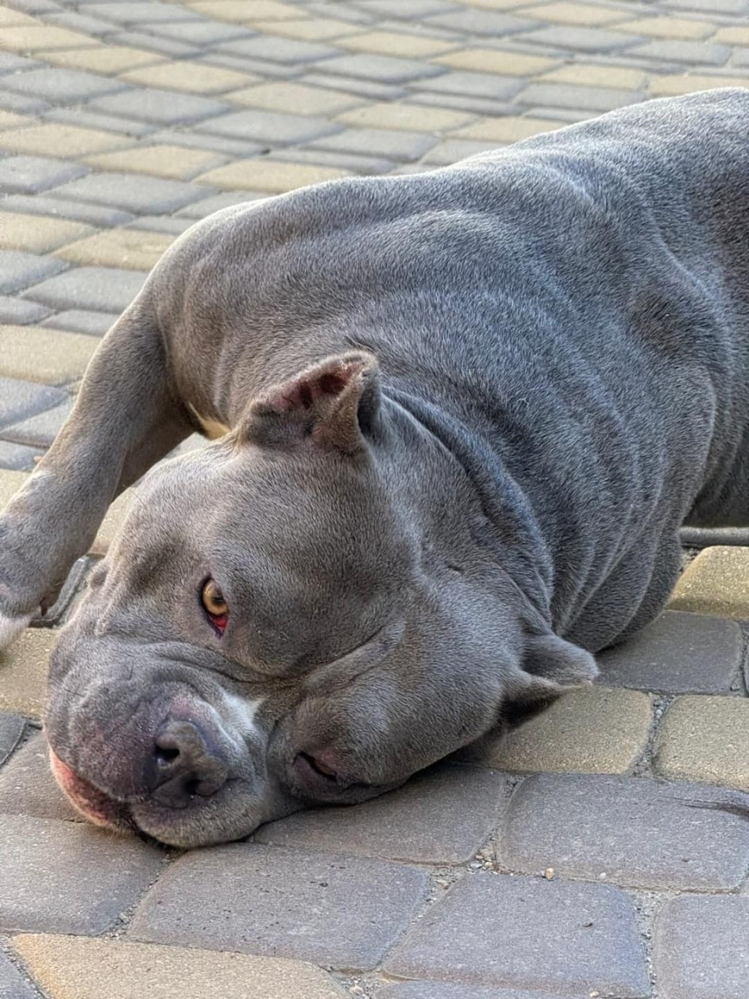 Тайсон лежит на плитке, отдыхает после активной игры