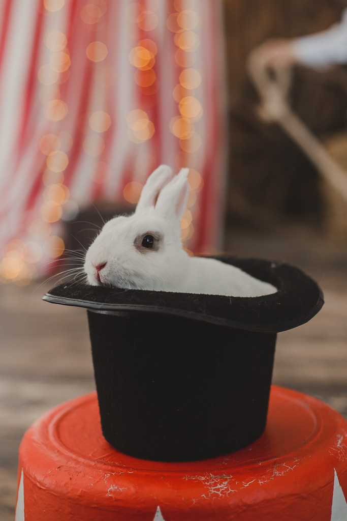 Цирк. Семейный фотограф Николаева Ольга