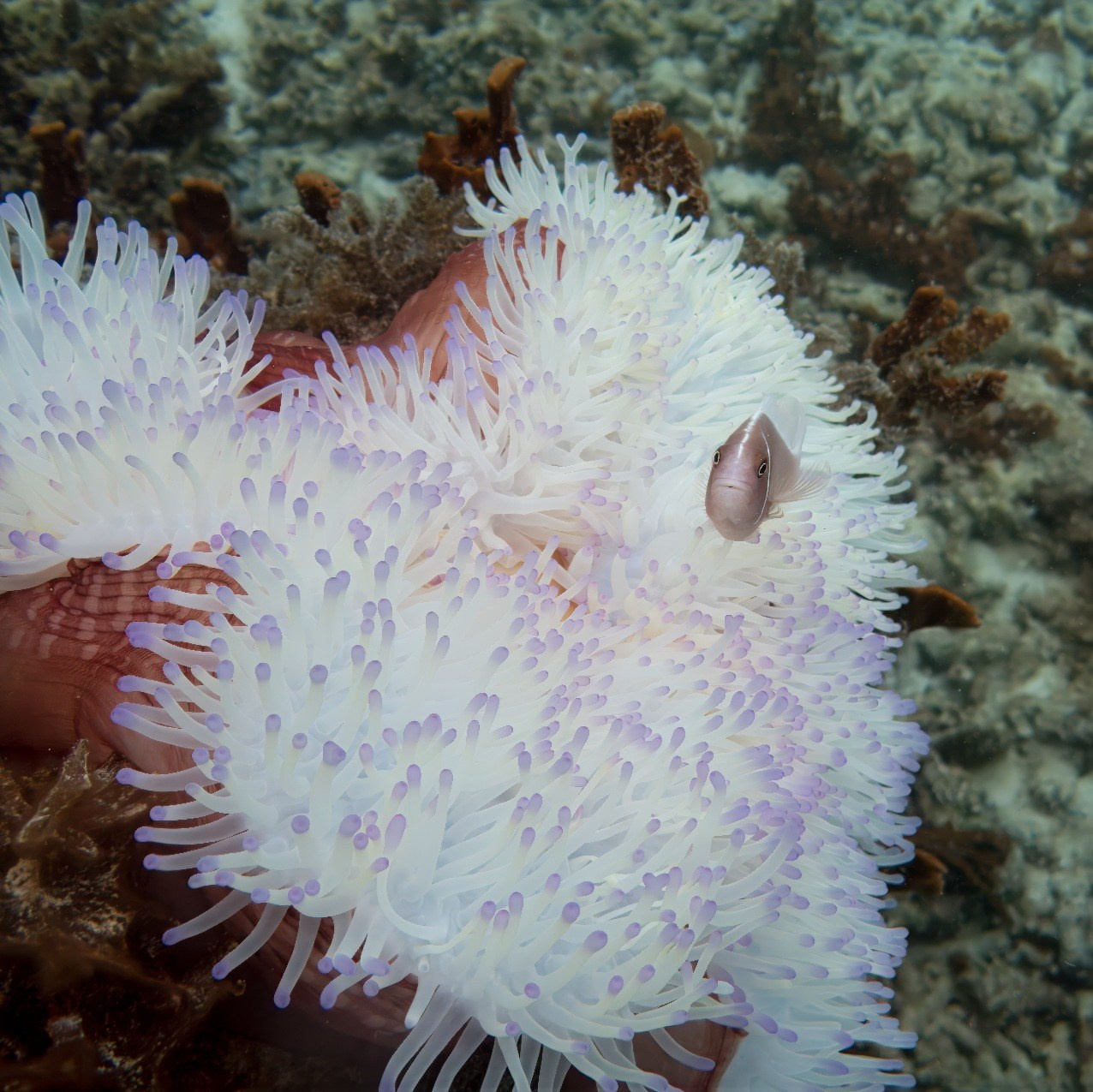 Мне посмотреть. Рыбов показываю