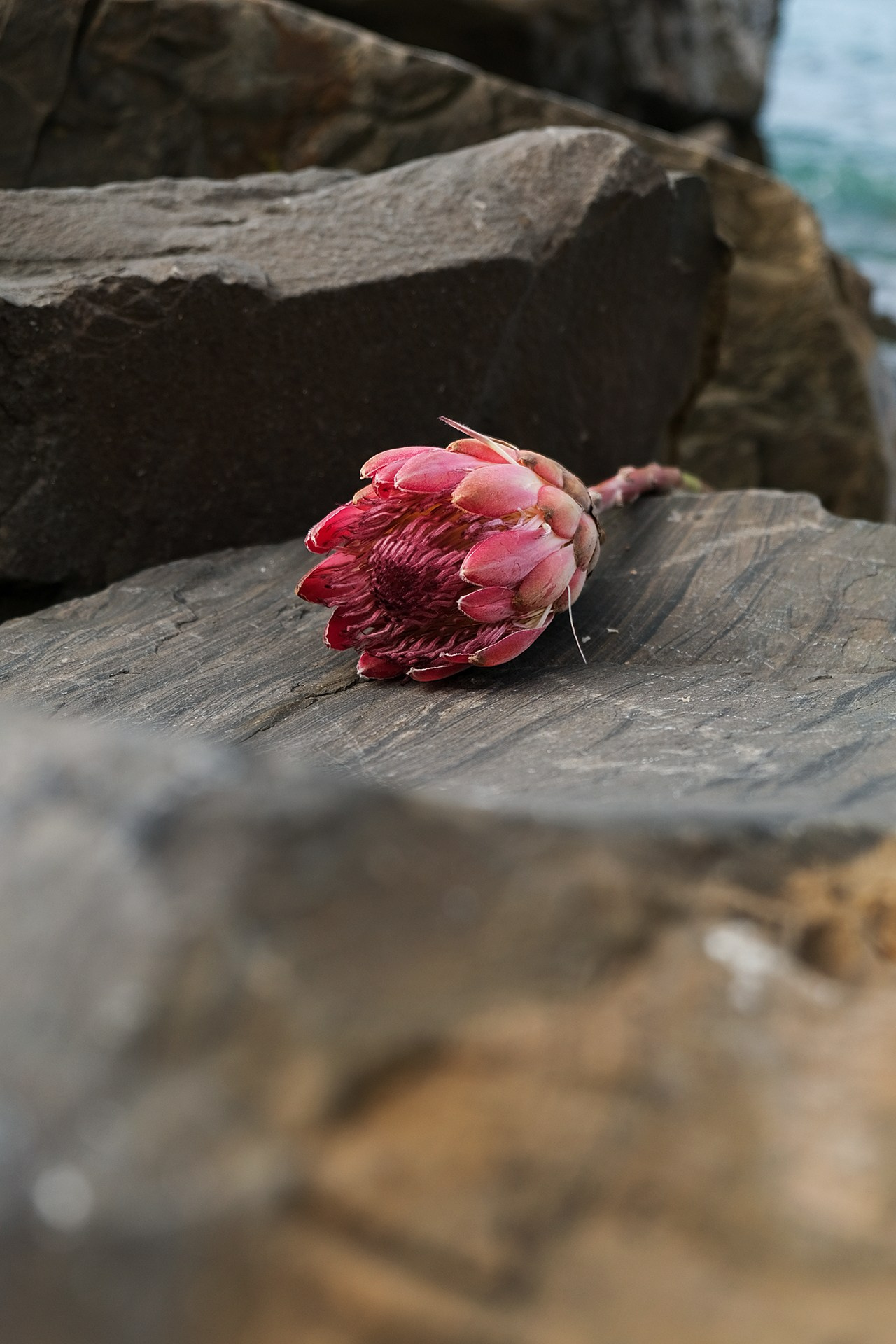 Rebeka. Свадебный и семейный фотограф Ксения Тараканова г. Иваново