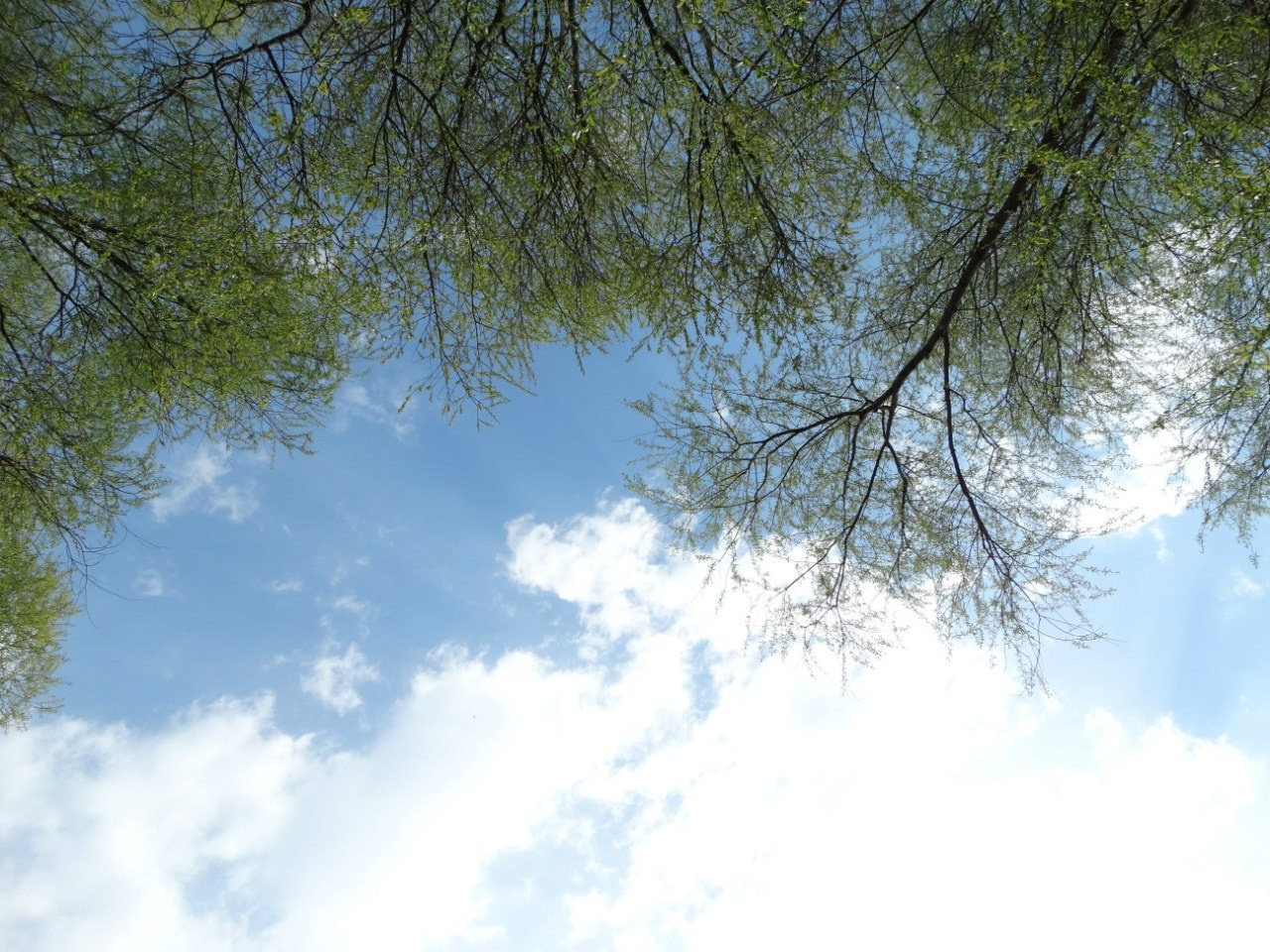 Шашлыки | 01.05.2016. Галерея Фантим