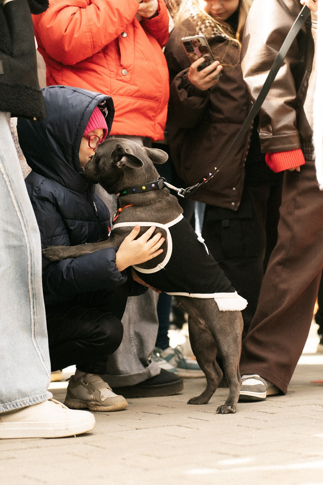 Парад Бульдогов. Axenov_eugene