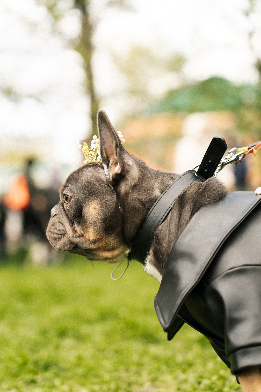Парад Бульдогов. Axenov_eugene