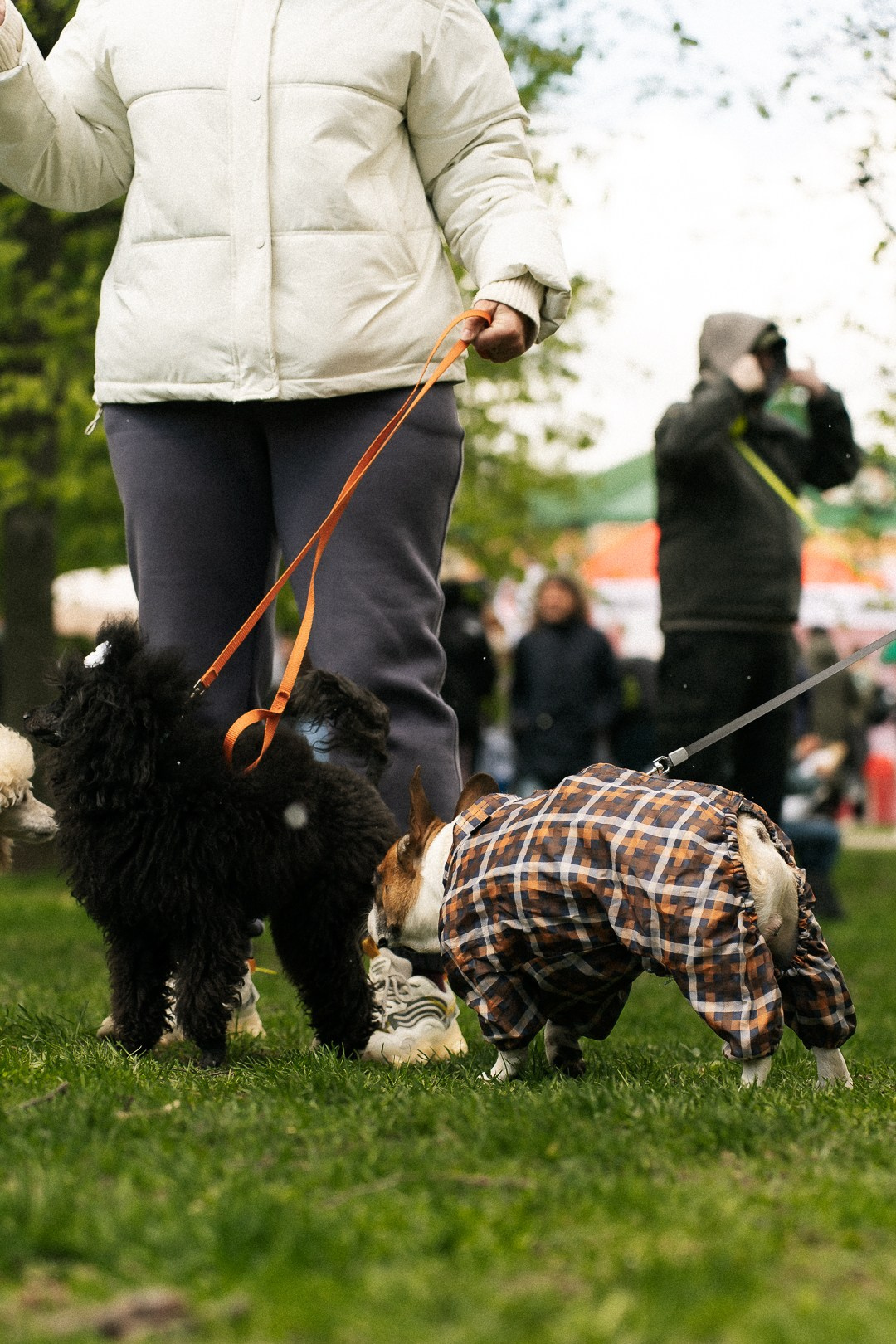 Парад Бульдогов. Axenov_eugene
