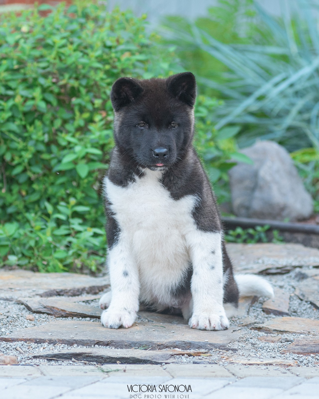 Американские акиты 28.06.2024. Фотограф анималист Благовещенск. Сафонова Виктория