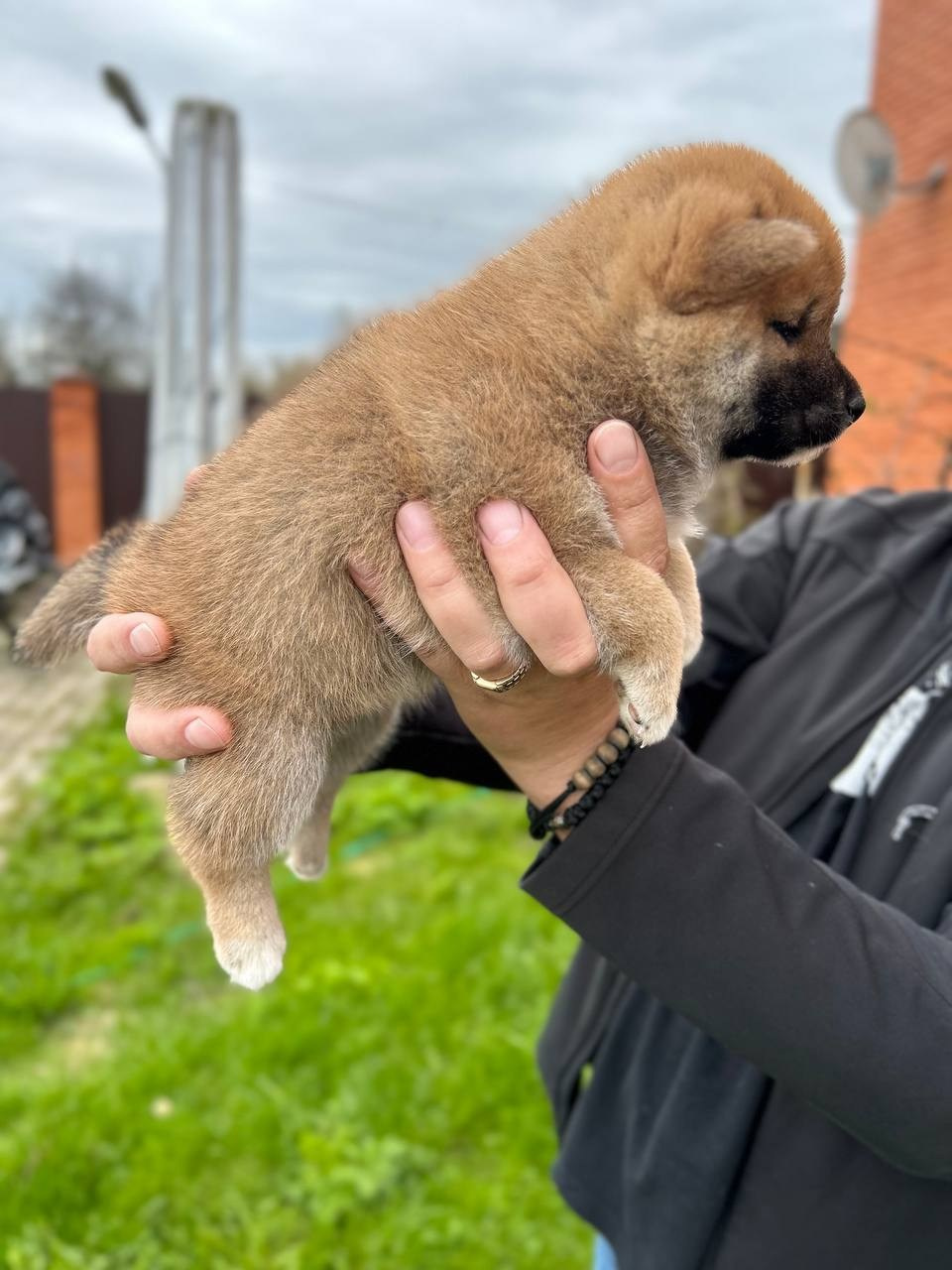 сиба питомник Рубилайт щенки на продажу rubylight  сиба щенки купить СПб Санкт-Петербург