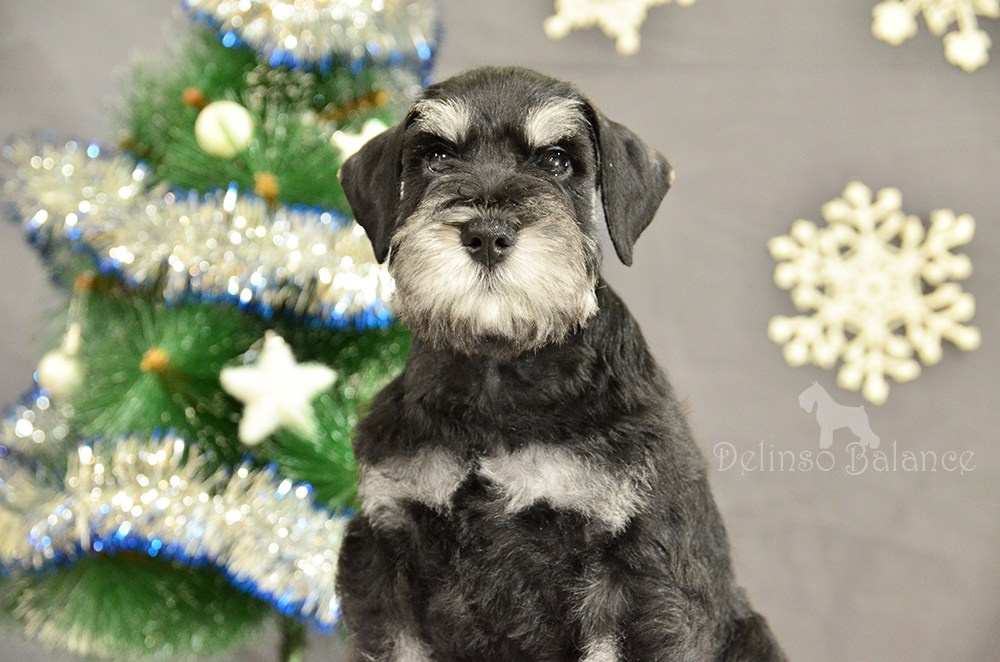 #питомникцвергшнауцеров #делинсобэлэнс #щенокцвергшнауцера