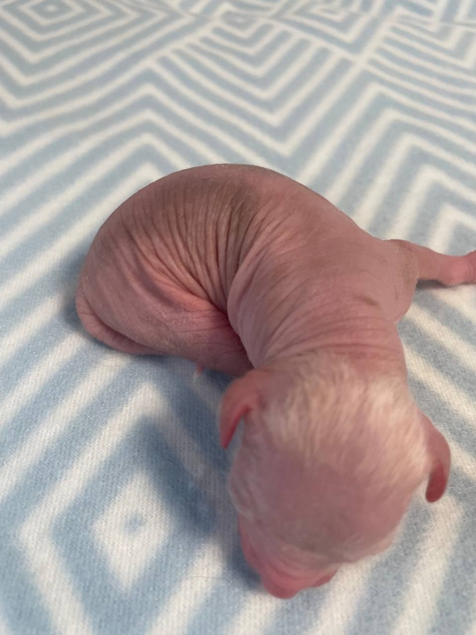 D1 День Рождения