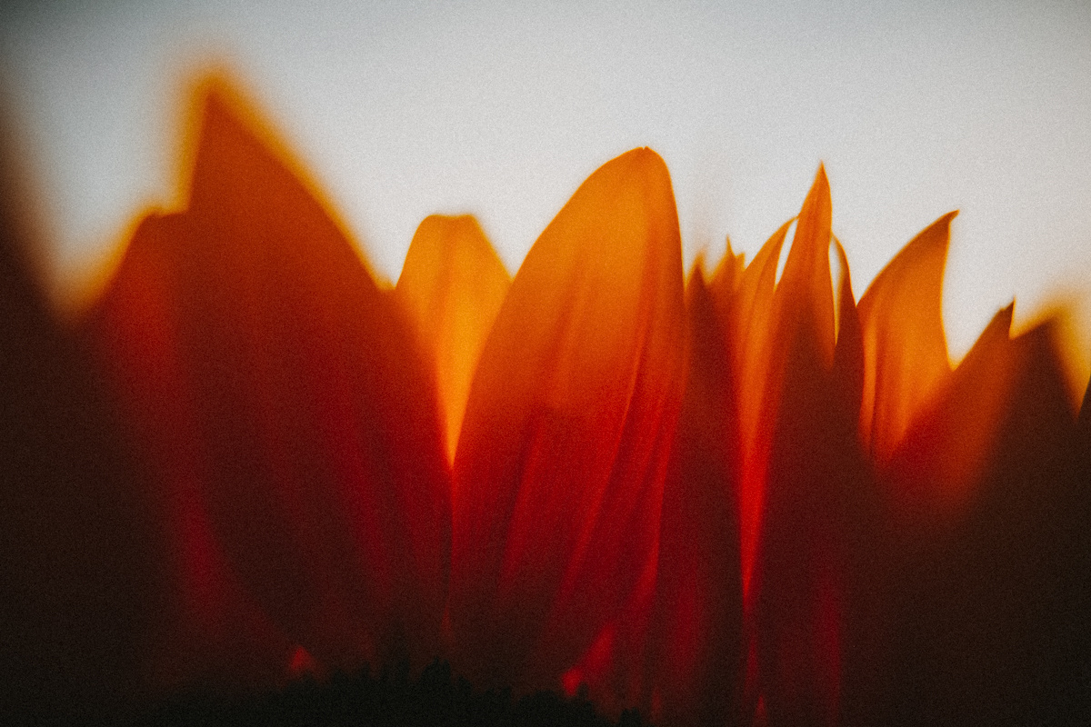 Мы могли бы строить в себе корабли. Соня Черных (sophieblack)