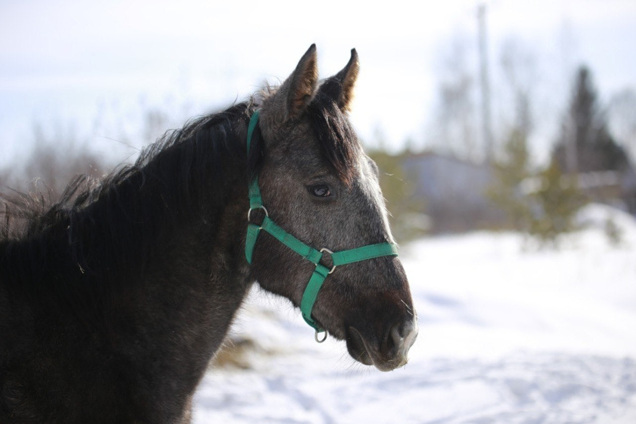 Фото наших лошадок. Конные прогулки в клубе «Анкор» — Омск