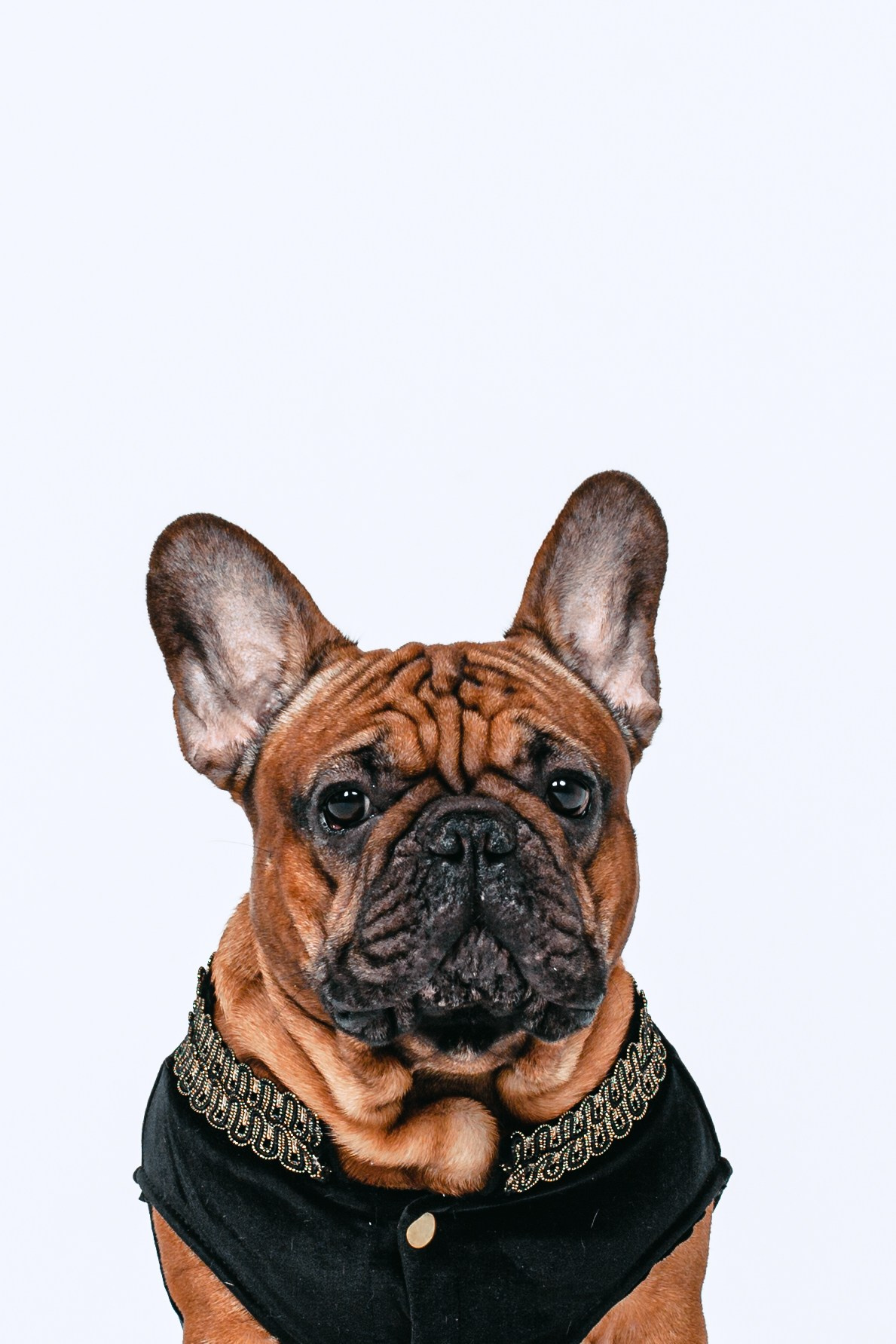 Пижамная вечеринка французских бульдогов и их хозяев. Фотограф-анималист Татьяна Степанова