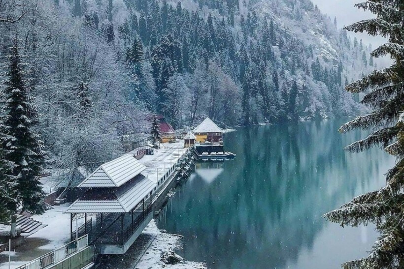 Абхазия. Мимоза. Ольга Котова