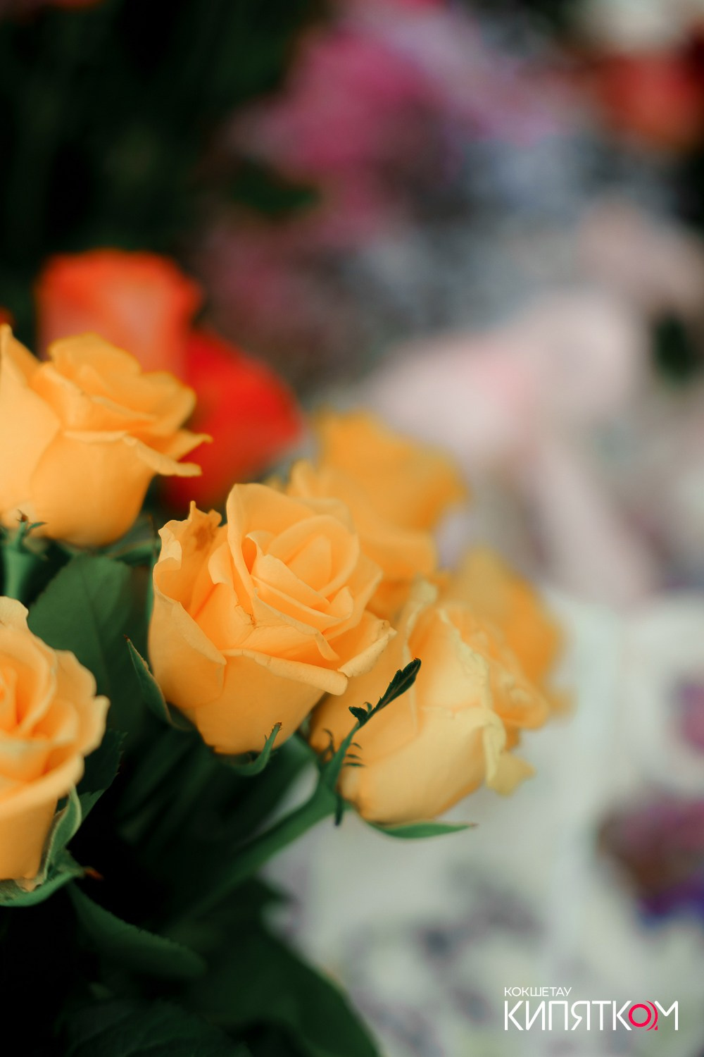 ЦВЕТОЧНЫЙ БРАНЧ. КИПЯТКОМ КОКШЕТАУ