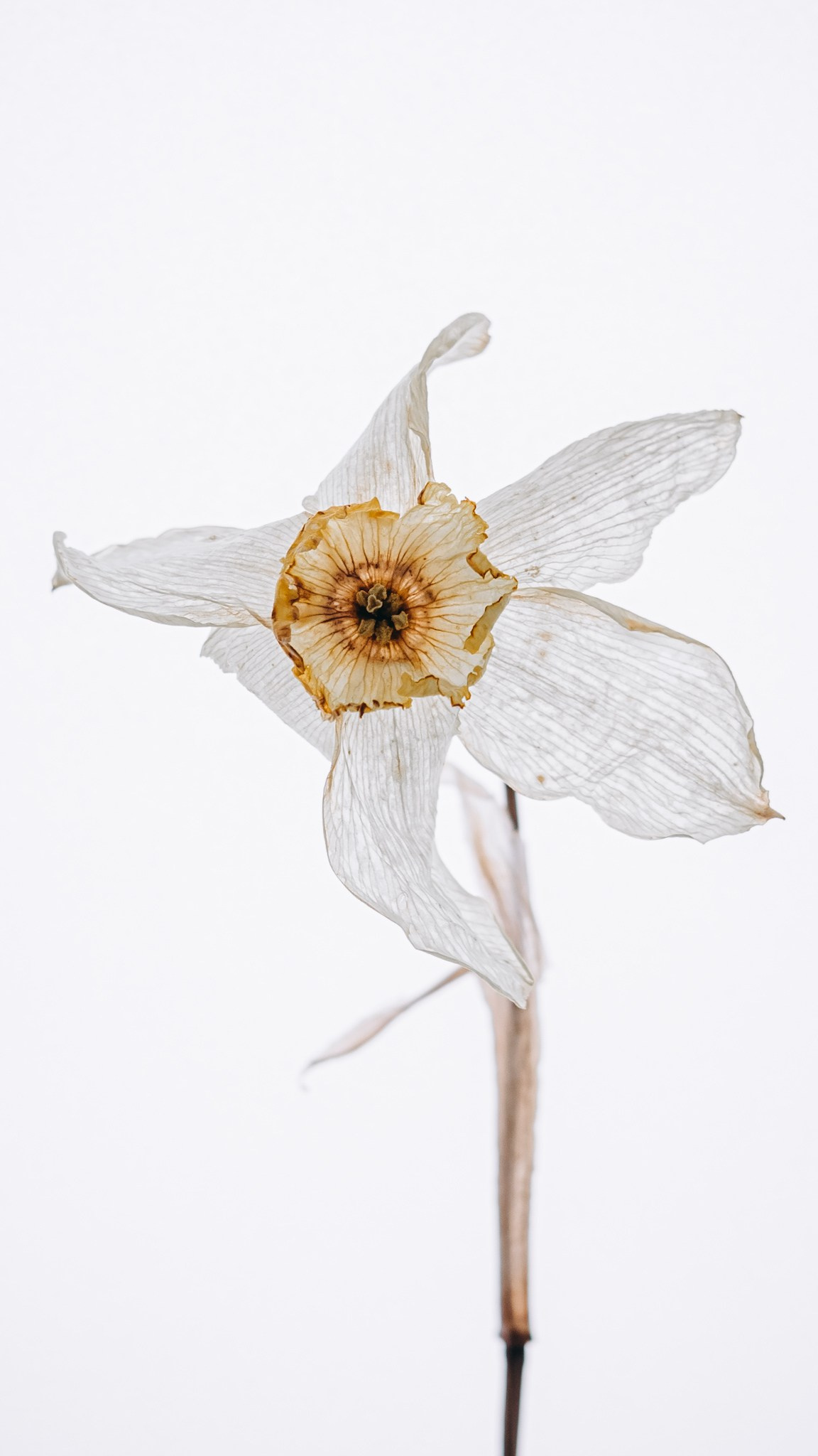 Тычинки и пестики