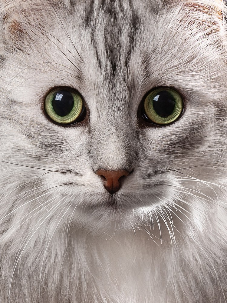 Фотосъемка кошек. Фотограф-анималист Natalia Deingel | Фотосъемка собак в Москве