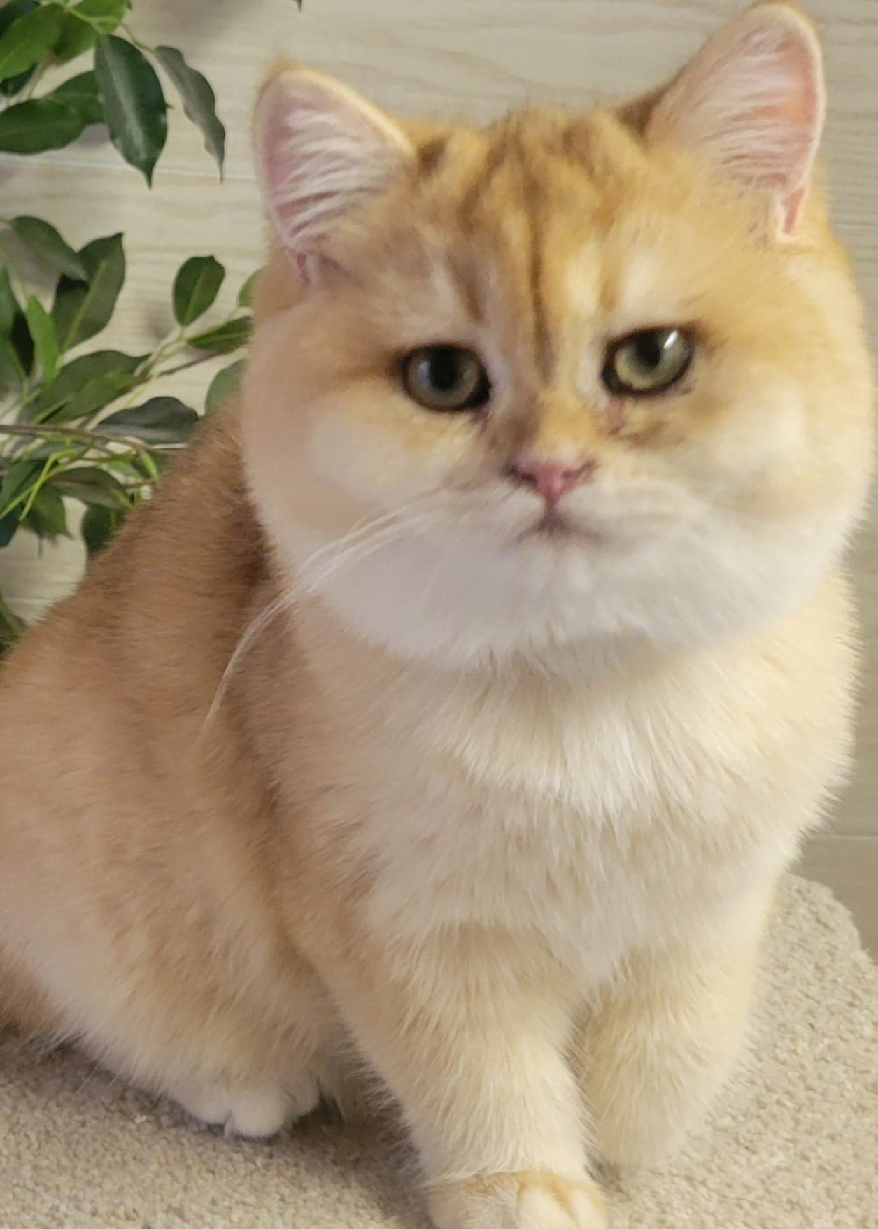 Gulliver, male, DB-06.14.24,sold. British shorhair Cats