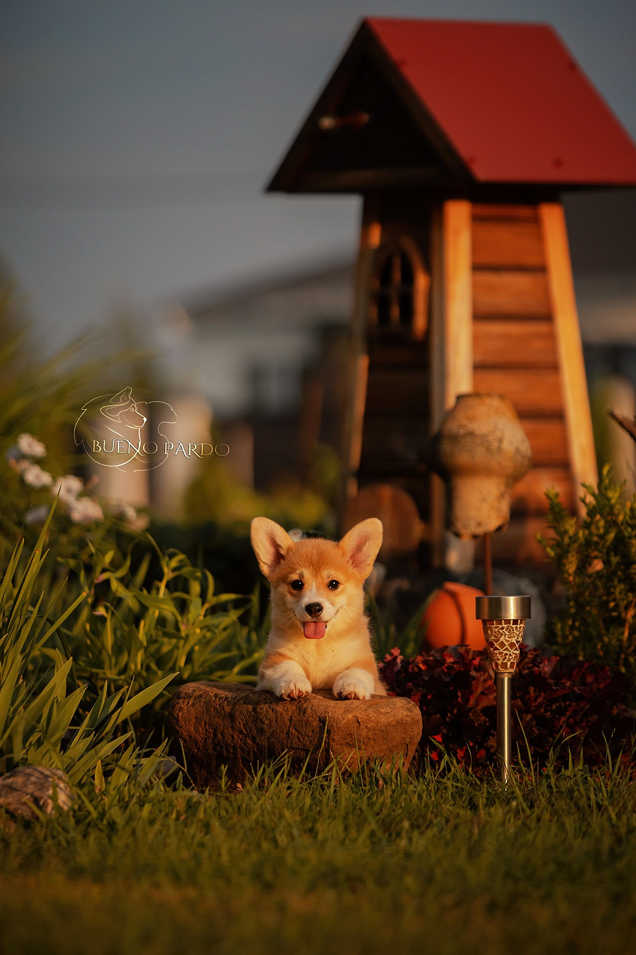 Щенки вельш корги пемброк из питомника. Питомник собак Акита, Хаски, Корги