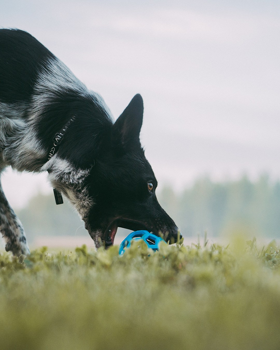 Катя, Сергей и Флинт. Фотограф анималист в Москве и Санкт-Петербурге Свиридова Анна