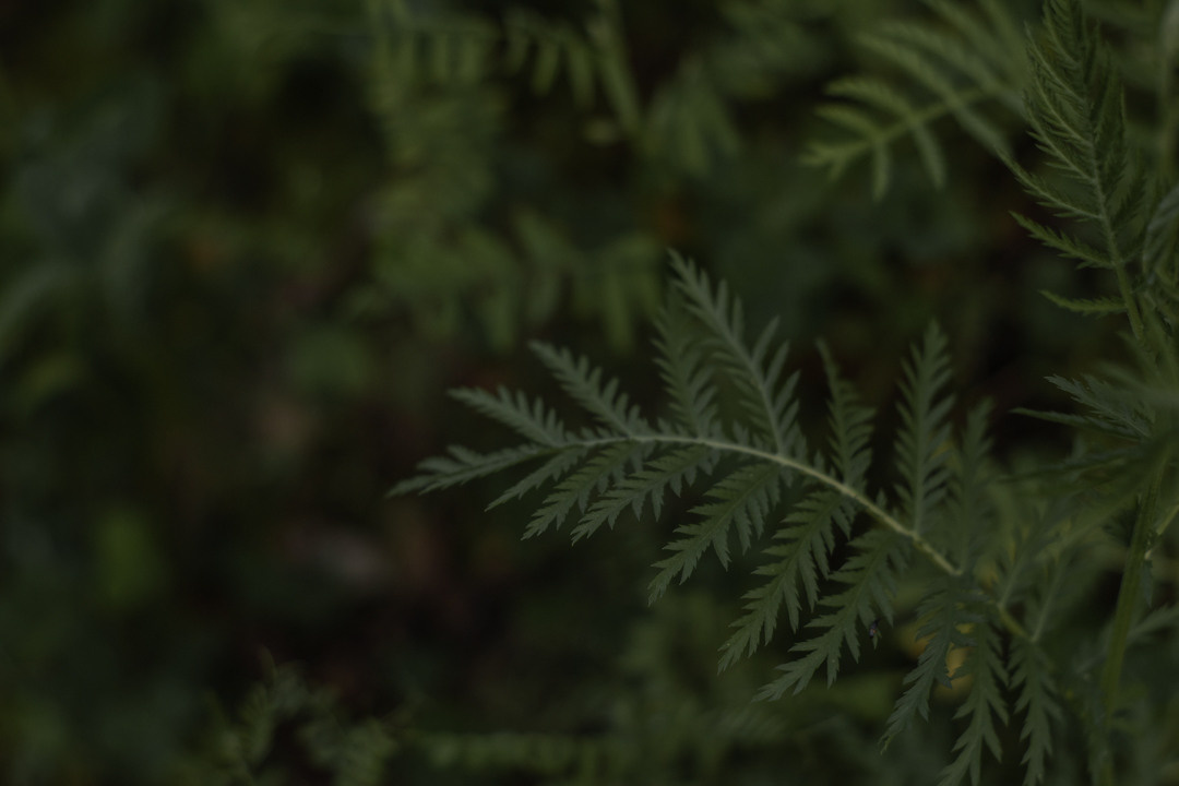 Фотосессия в лесу. Фотограф в Красноярске / Дивногорске. Файзулина Анастасия