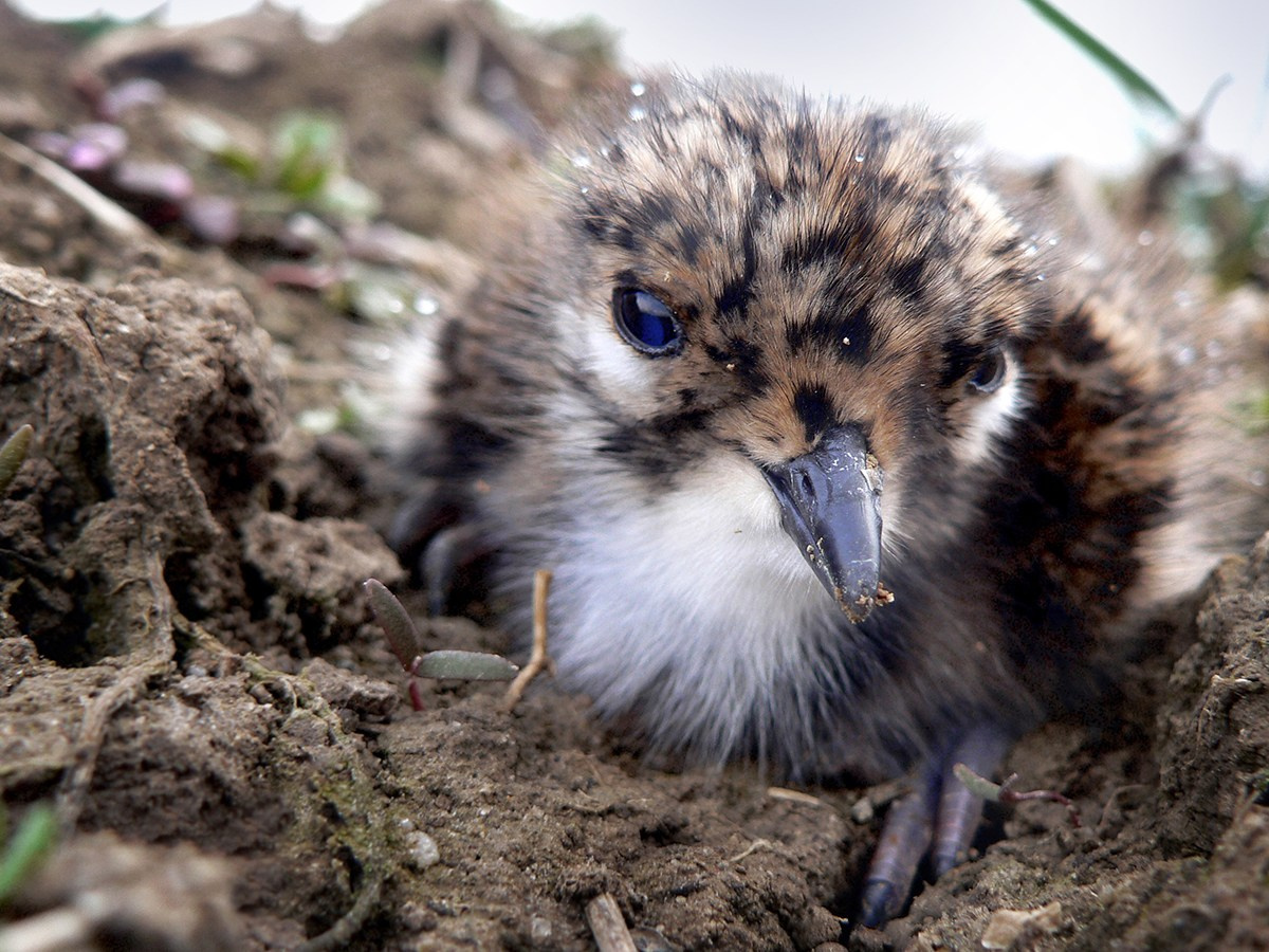 Средняя полоса. Свадебный и репортажный фотограф в Ярославле и Санкт-Петербурге Роман Микрюков