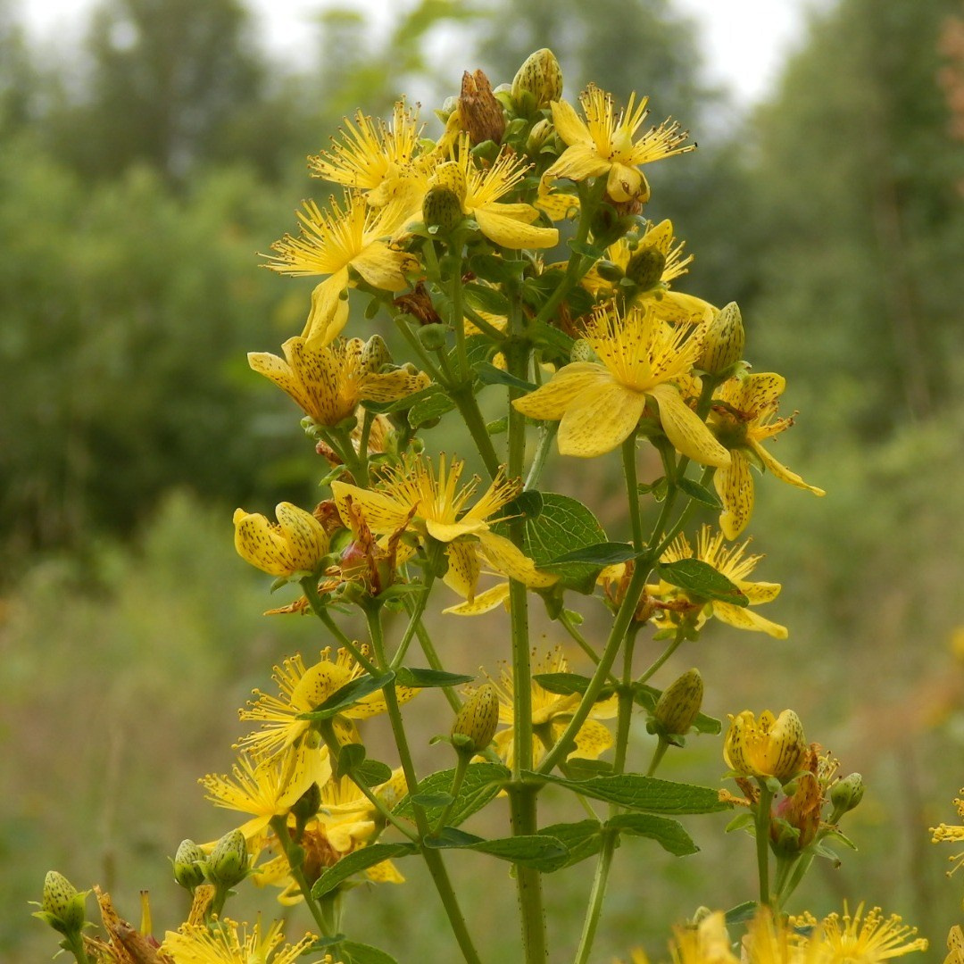 Травы. Природа севера