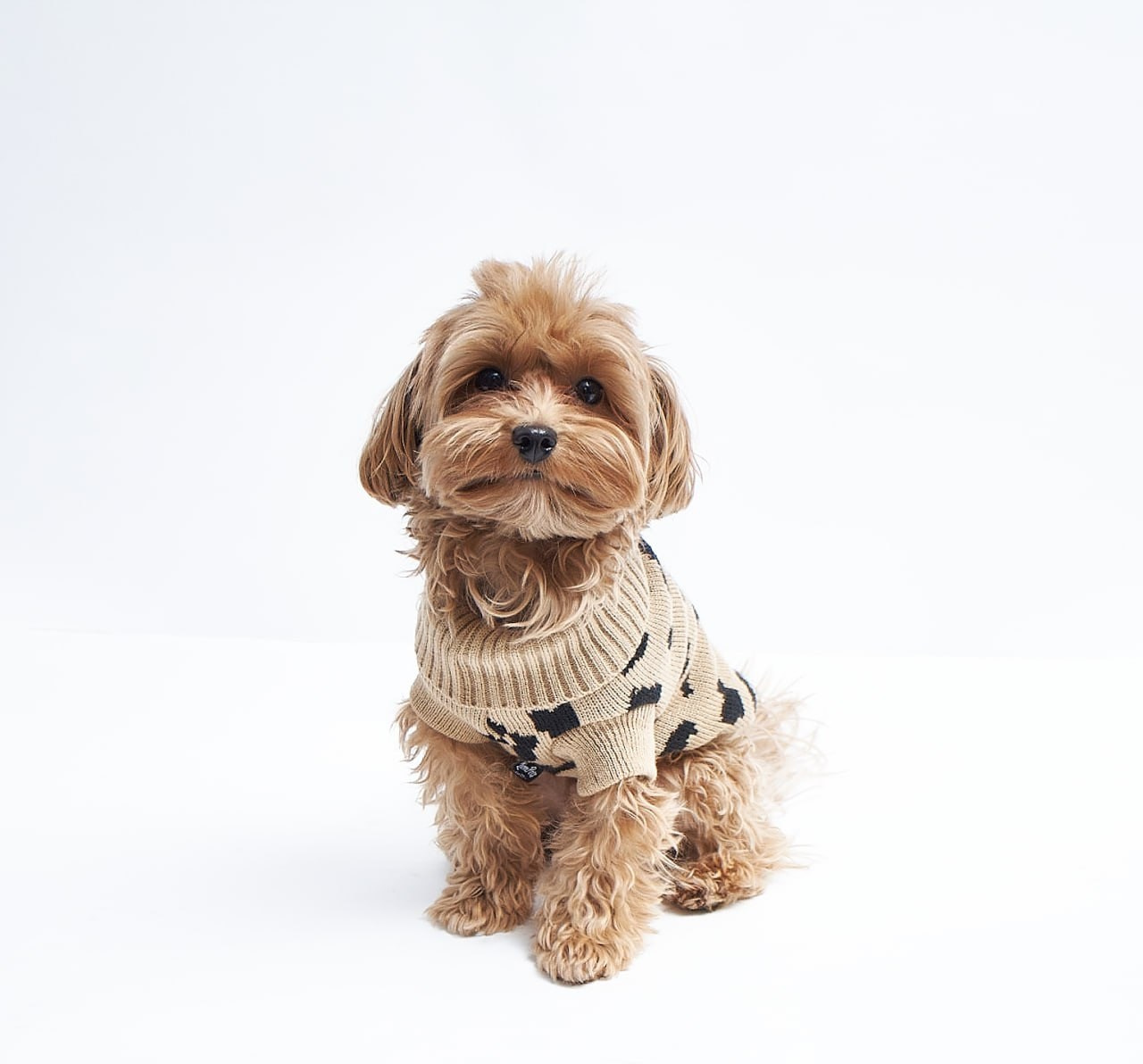 Фотосессия для сайта Ветеринарной клиники. Персональный и коммерческий фотограф в Тюмени Полина Лапардина