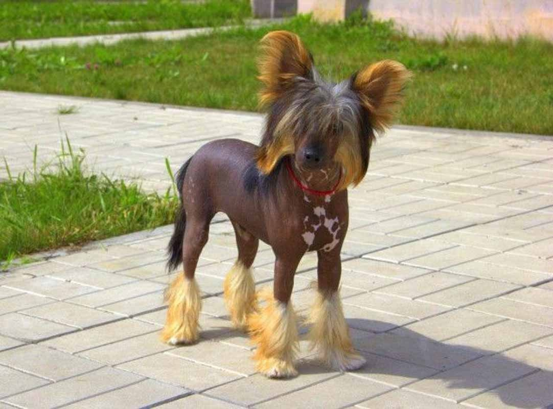 Нерону (Zlato Dinastii Neron) — 14 лет. Поздравляем тебя, наш знаменитый папа!. Питомник китайских хохлатых собак Poale Ell: купить щенка