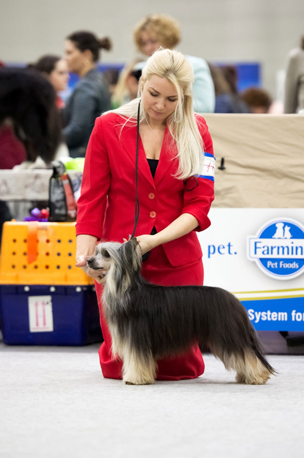 Poale Ell Bazhen. Chinese Crested Dog Kennel Poale Ell
