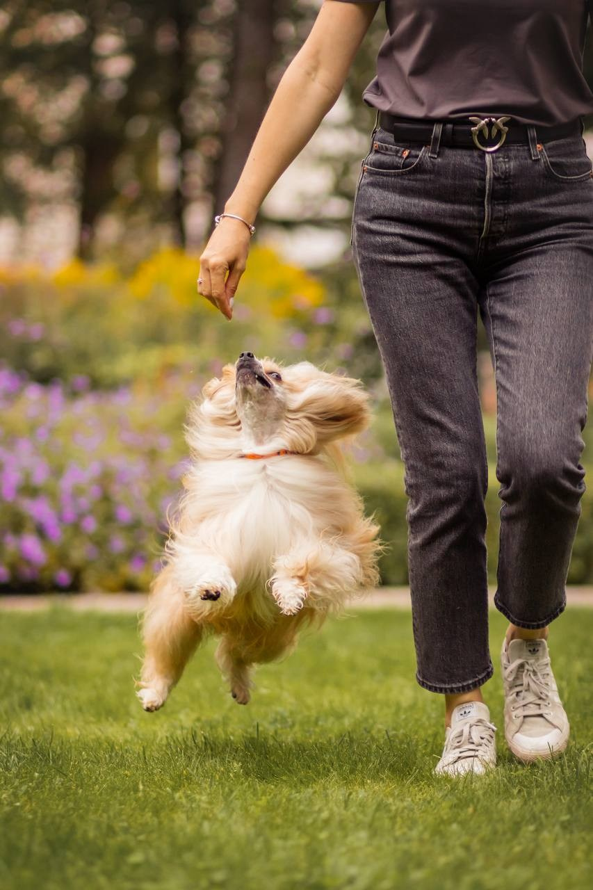 Poale Ell Veles. Chinese Crested Dog Kennel Poale Ell