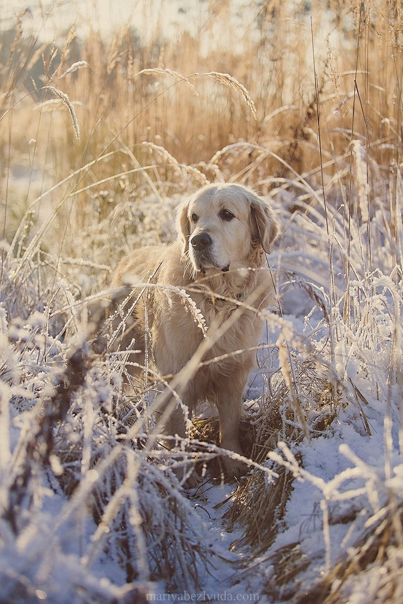 На природе. Семейный и детский фотограф в Москве Мария Быкова