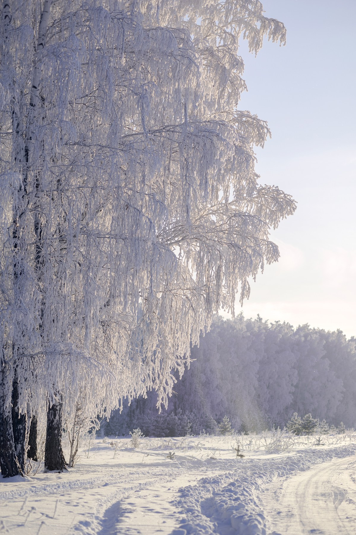 Exhibitions. Author’s fine art prints with international delivery