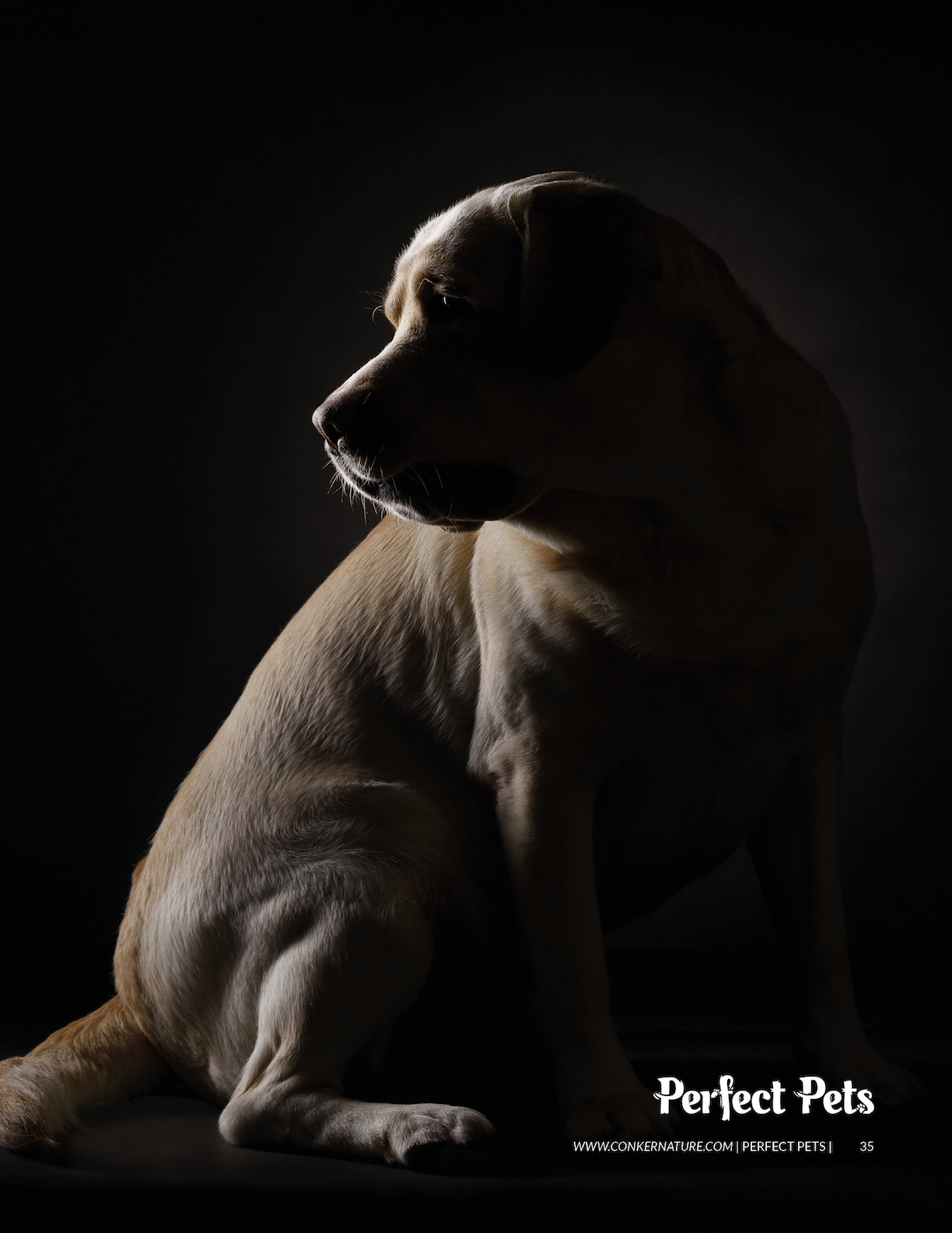 Фотограф анималист в Санкт-Петербурге Владимир Лиепин