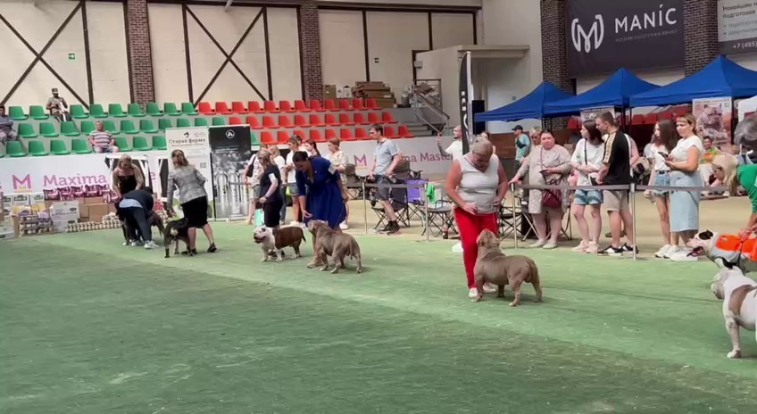 Участие в выставках. Американские булли XL в г. Калининград. Питомник Great Bully UNIVERSE