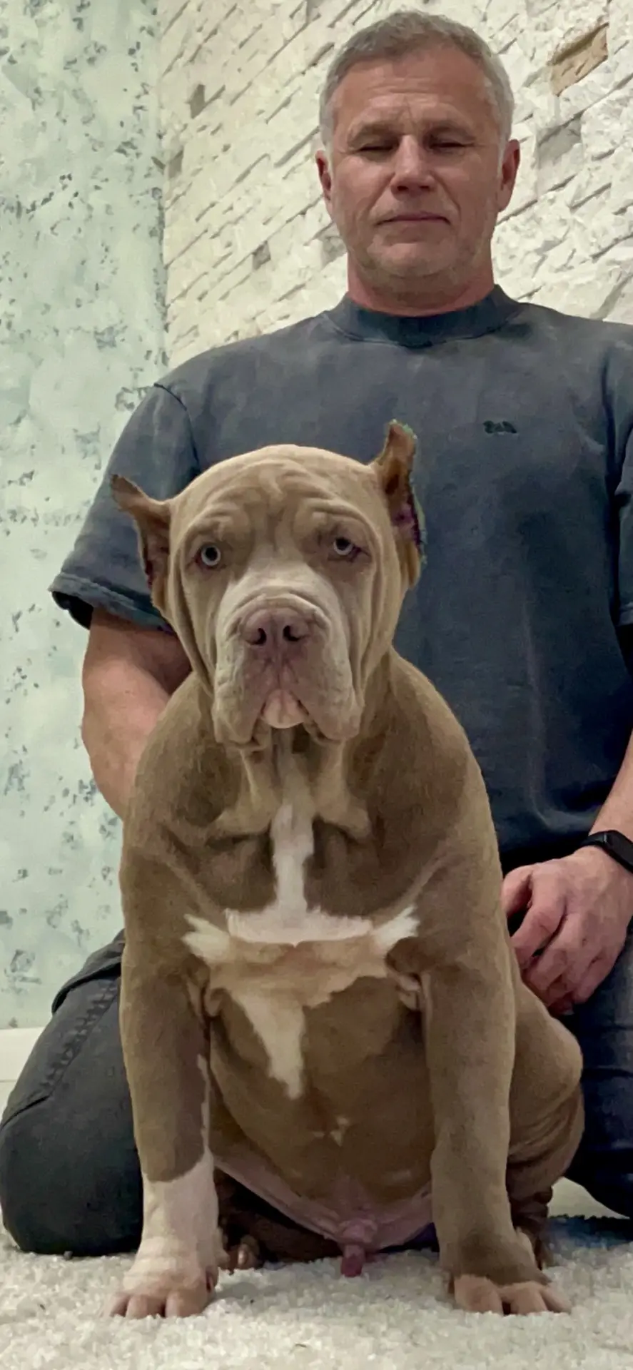 Все свободные щенки. Американские булли XL в г. Калининград. Питомник Great Bully UNIVERSE