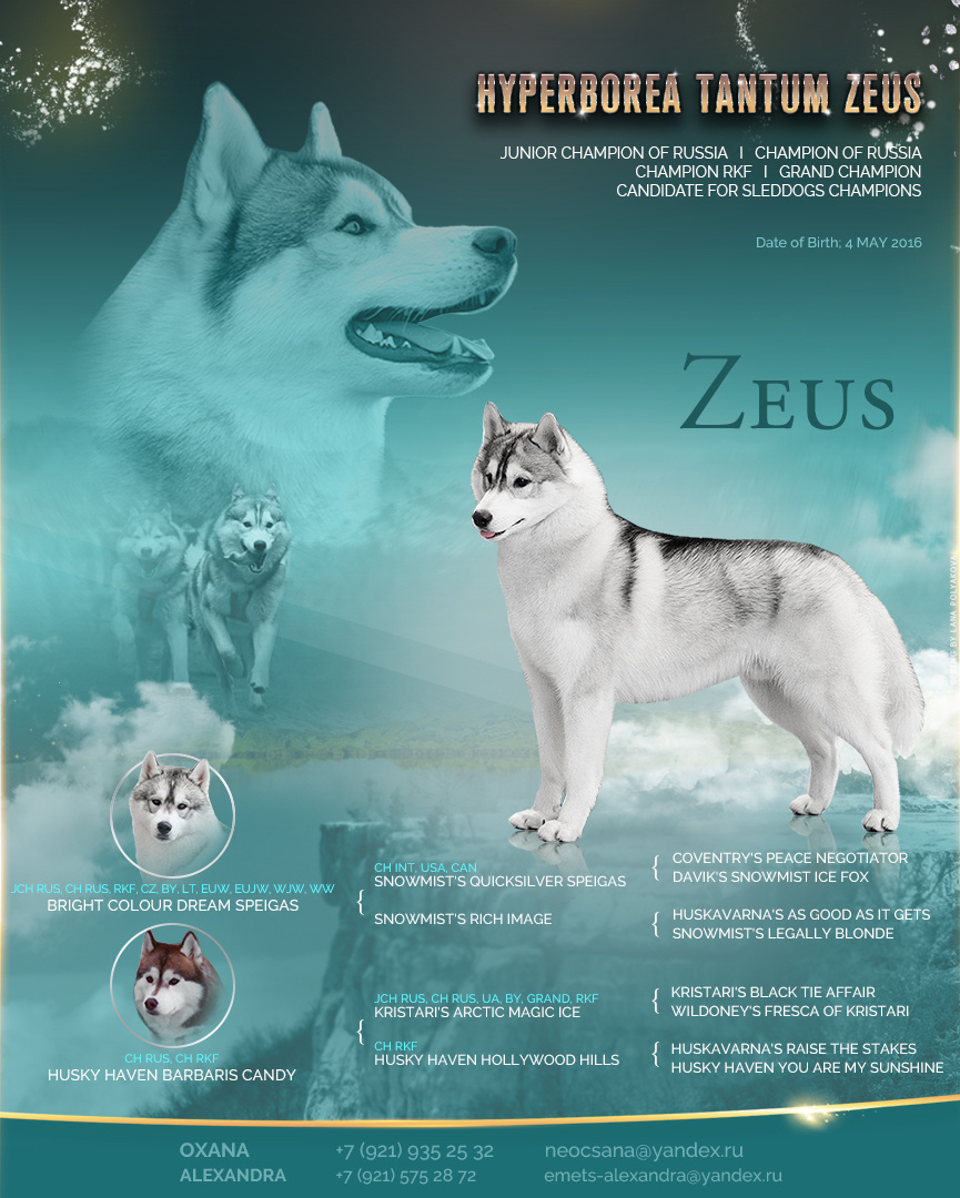 Презентация кобеля на вязки хаски