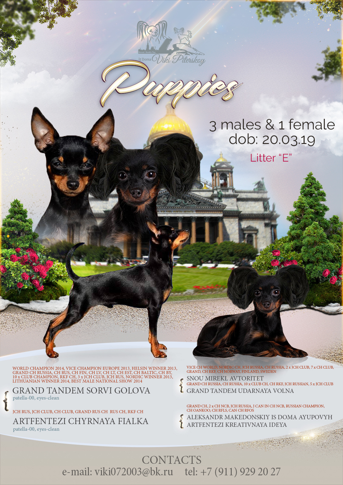 Презентация помета русского тойтерьера