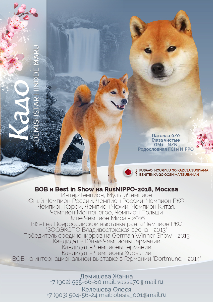 Презентация кобеля на вязки сиба