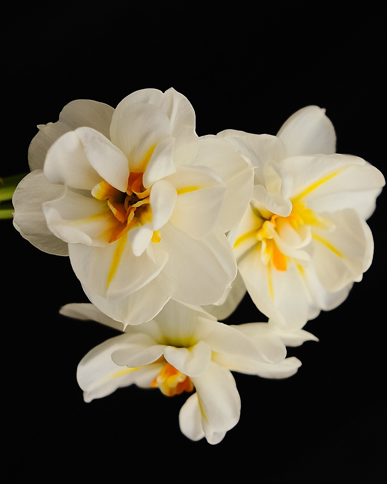 Творчество. Портретный и репортажный фотограф в Санкт-Петербурге Дарья Сибирякова