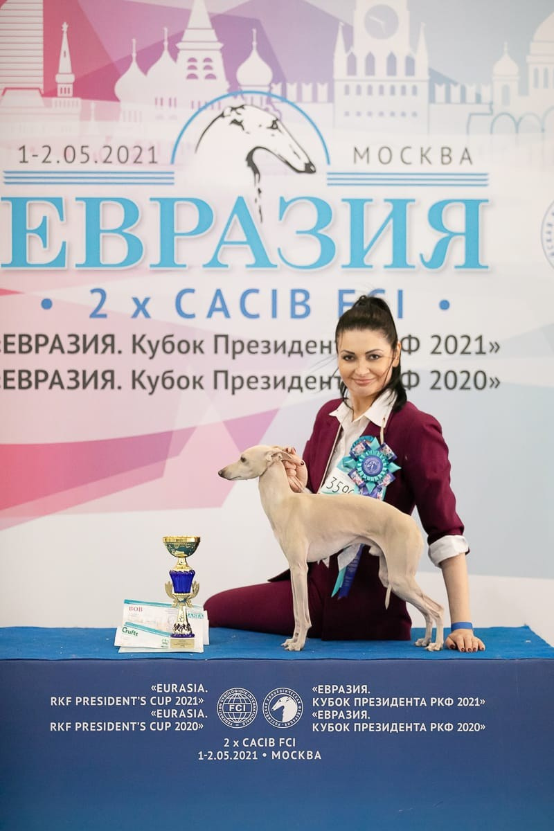 Наш самый звёздный выпускник. Professional Italian Greyhound Kennel RKF/FCI ASTI SAPPHIRE 💎 Sochi|St. Petersburg