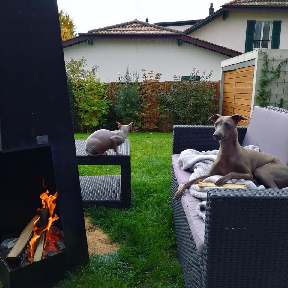 Профессиональный питомник левреток РКФ/FCI ASTI SAPPHIRE 💎 Сочи|Санкт-Петербург