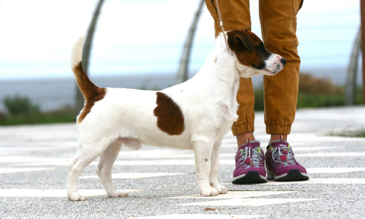 ADM'S DOGS GATSBY FOR LOVELY ORANGE. Lovely-Orange питомник джек рассел терьеров